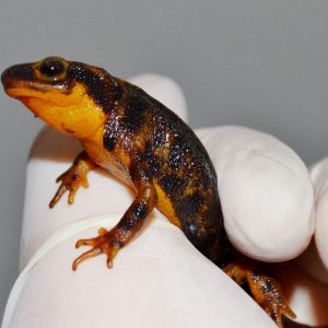 Amami-Oshima Sword Tailed Newt
Nomenclature: Cynops ensicauda ensicauda
IUCN Red List: Endangered
Country of Origin: Amami-Oshima, Kakeromajima, Tokun