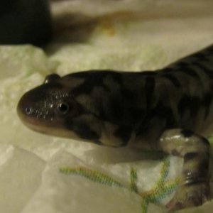 Tiger Salamander 001