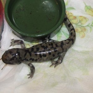 Tiger Salamander 001