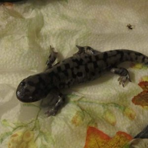 Tiger Salamander 001