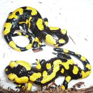 S s salamandra Austria