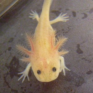 leucistic axolotl - 12 weeks