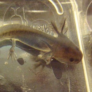 axolotl dark - 12 weeks