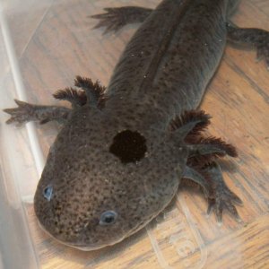 Axolotls2 002