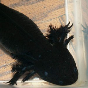 Axolotls2 003