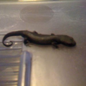 My first newt that died from a fungal infection less than a week after I got it.