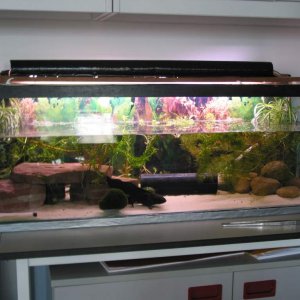 Axolotl tank 23.1.09