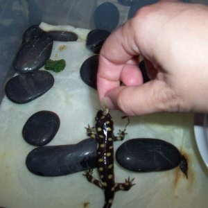 ID us please?  we have a vote for Barred tiger salamander (Ambystoma mavortium mavortium)