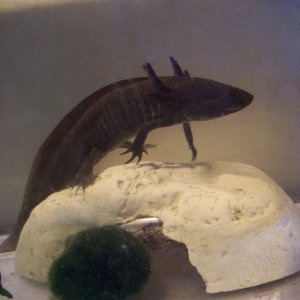 My male Melanoid Axolotl, Ansel. 

He really likes that moss ball, and pushes it around the tank. He is a real clown.