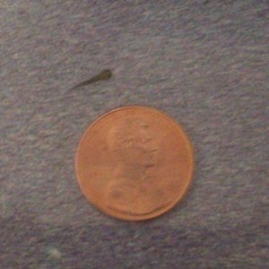 Newborn(newhatched?) axolotl, next to a penny.