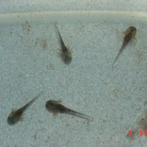 Couple day old Wild type Axololts, hunting brine shrimp.