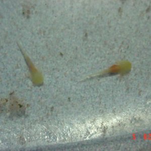 Couple day old Golden albinos feeding on brine shrimp. It is very easy to see the full orange stomach.