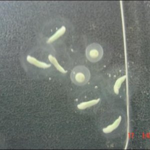 Axolotl eggs from an albino axolotl. About five days old.