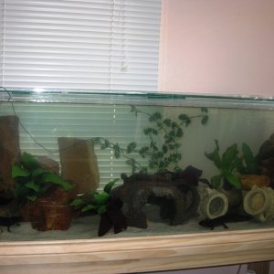 Merry, Pippin and Jade'sTank