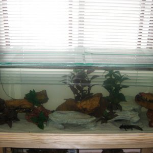 Eomer, Eowyn and Leia's Tank