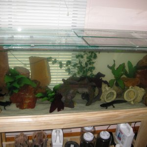 Merry, Pippin and Jade'sTank