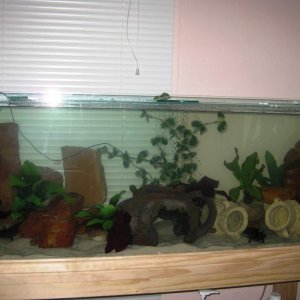 Merry, Pippin and Jade'sTank