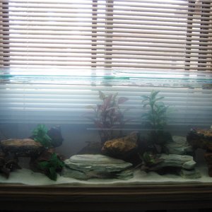 Eomer, Eowyn and Leia's Tank