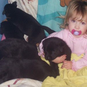 Binka w puppies 2005  She was supposed to be taking a nap!!  I was off cleaning house and went to check on her and she'd stolen all the puppies from t