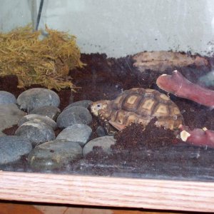 Sulcata tortoise close up