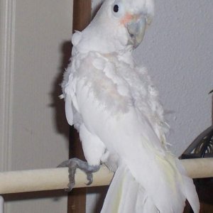 Rescued Goffin Cockatoo