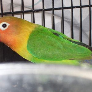 fischer lovebird