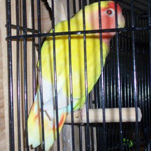 Lutino peachface love bird