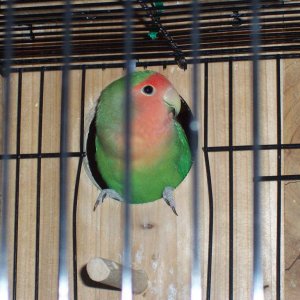 Normal green peachface lovebird