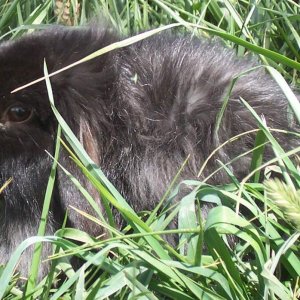 black fuzzy lop bunny