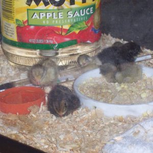 Newly Hatched button quail feeding.  The orange cap is a Gatorade cap