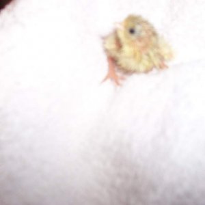 Another button quail