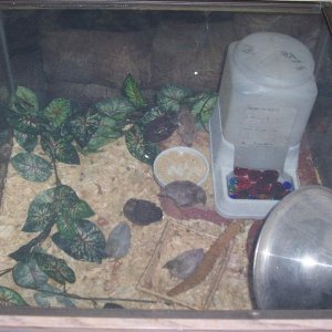 Juvenile button quail.  That is a standard cat feeder with marbles in it.