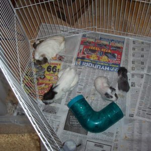 Guineapig Sows with babies