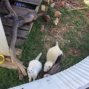 FERRETS!!