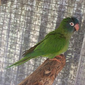 Blue crown conure