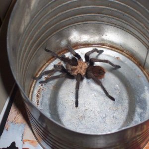 A visiting tarantula