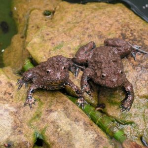 Female and male maxima are waiting for feed