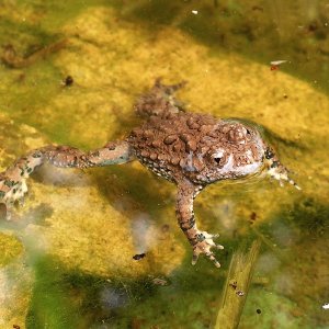 Maxima male's sunny bath