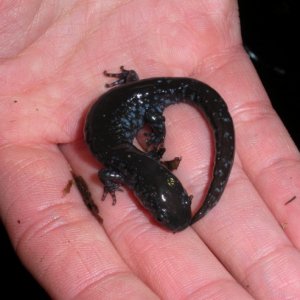 Jaymes's very first blue-spotted sal, Ambystoma laterale.