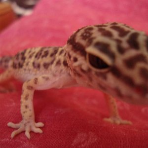 geckito!