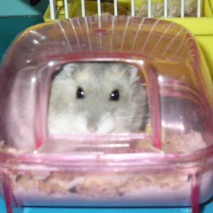 Joel taking his dust bath in the hamster bathroom. Hamsters clean themselves by rolling about in a dust (much like chinchillas). I always provide a du