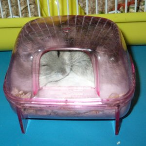 All three hamsters squashed together in the dust bath.