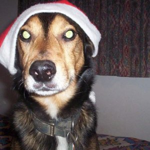 Chrismas Devil (the eyes of an animal possessed).