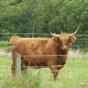 This one wasn't actually one of mine...encountered him whilst out walking the dog and decided he was so beautiful, I have to get a photo.