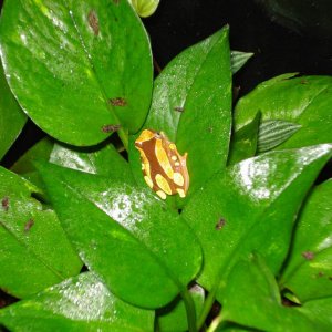 Clown tree frog