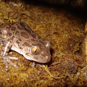 Red legged walking frog