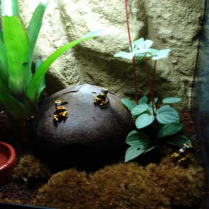 Bumble bee dart frogs