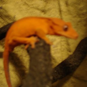 Ruby crested gecko