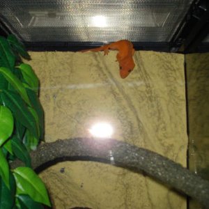 Ruby crested gecko