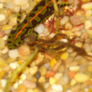 marbled newt